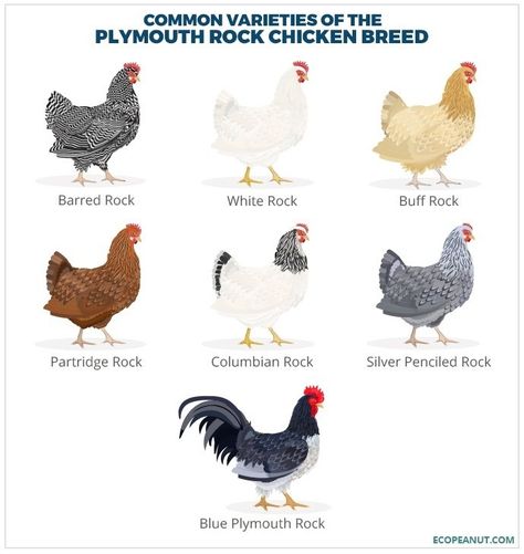 White Rock Chicken, Chicken Kisses, Barred Plymouth Rock Chickens, Pet Chickens Breeds, Barred Rock Chickens, Poultry Farm Design, Plymouth Rock Chicken, Chicken Facts, Farm Animal Decor