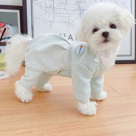 Pajamas Jumpsuit, Tiny Dog Clothes, Chanel Dog Clothes, Dog Overalls, Shih Tzu Poodle, Cat Carrier Bag, Dresses For Female Dogs, Coquette Dog Clothes, Cold Weather Dogs