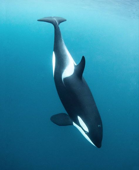 Jacques Cousteau, Photography Animals, Sea Mammal, Orca Whale, Orca Whales, Beautiful Sea Creatures, Water Animals, Most Beautiful Animals, Killer Whales