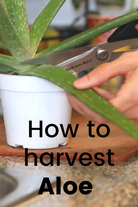 Aloe Vera Harvesting, Harvest Aloe Vera Plant, How To Harvest Aloe Vera Plant, Harvesting Aloe Vera Plant, Grow Aloe From Clipping, Using Aloe Vera Plant, Harvesting Aloe, Aloe Plant Care, Aloe Vera Plant Indoor