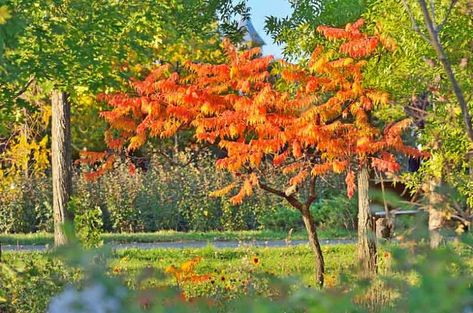 Stag Horn Sumac, Stag Horn Sumac Tree, Garden Retreat Ideas, Rhus Typhina, Staghorn Sumac, Fragrant Garden, Tiger Eyes, Planting Shrubs, Coastal Gardens