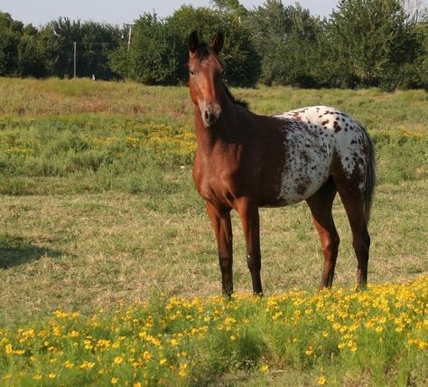 Bay Appaloosa, Blanket Appaloosa, Stunning Horses, Leopard Appaloosa, Horse Markings, Amazing Horses, Painted Horses, Gorgeous Horses, Spiritual Animal