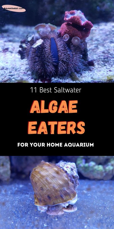 Check out the 11 best saltwater algae eaters that will help you clean your tank for good. These marine fish and invertebrates not only eat algae, but are also attractive and fun to watch. Our saltwater tanks no longer need to look ugly! Saltwater Tank Ideas, Salt Water Aquarium Ideas Design, Salt Water Fish Tank Ideas, Small Saltwater Tank, Salt Water Tanks, Salt Water Fish Tank, Salt Water Tank, Saltwater Fish Tank, Reef Tank Aquascaping