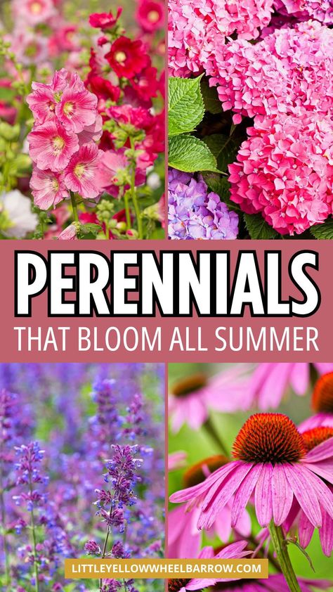 Do you want to grow perennials in the garden or in pots that bloom all summer long?. We're sharing perennials that grow in full sun or shade. Low maintenance perennials with big impact all summer. Add these perennials to your garden ideas and plans. If you're looking for perennials plants with long lasting flowers, you need this list. Perennial gardening 101 for beginner or avid gardeners. Add these perennials to your summer garden plans! Perenial Flowers, Part Sun Perennials, Purple Perennials, Flower Garden Ideas, Perennial Garden Plans, Easy Perennials, Long Blooming Perennials, Shade Loving Perennials, Summer Flowers Garden