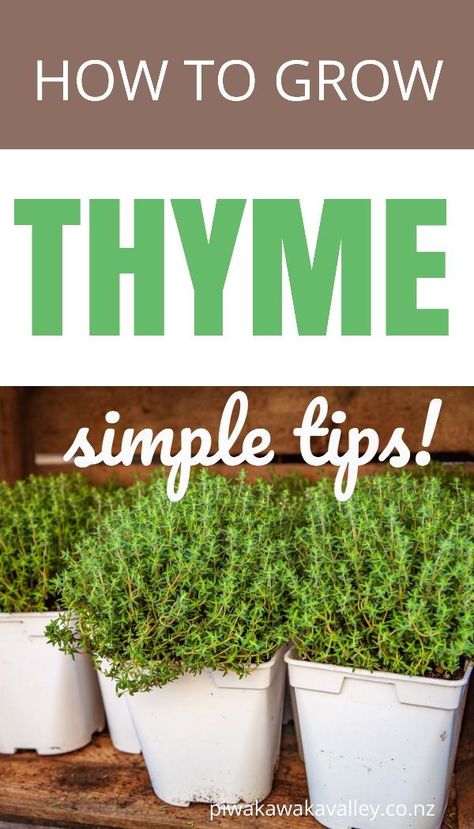 Thyme is an ancient herb that is mainly used in gardening as a ground cover, and also in the kitchen as a food flavouring. It also has many herbal medicine uses around the home. It is a very attractive plant and has the ability of thriving in any climate. Thyme is also very easy to plant and also very simple to take care of and can be harvested all year round. Here is my guide on growing thyme for beginners. Growing Herbs Inside, Grow Thyme, Growing Thyme, Indoor Gardening Supplies, Easy Herbs To Grow, Thyme Plant, Growing Cilantro, Herbs Medicinal, Ancient Mediterranean