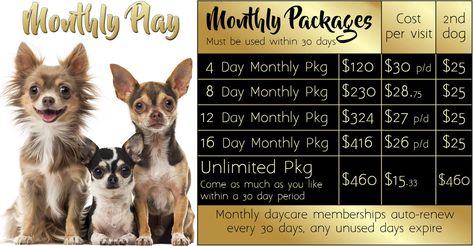 Dog Boarding Prices, Dog Shelter Ideas, Daycare Prices, Dog Daycare Design, Town Video, Dog Daycare Business, Indoor Dog Park, Dog Boarding Kennels, Boarding Kennels