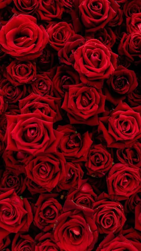 Red Collage, Red Wallpapers, Red Aesthetics, Red Aesthetic Grunge, Red Roses Wallpaper, Dark Red Wallpaper, Red Pictures, Roses Wallpaper, Rosé Aesthetic