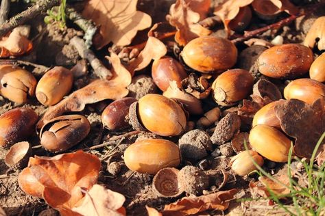 Best Way to Pick Up Fallen Acorns in Your Yard | The Grounds Guys Lawn Sweeper, Fall Maintenance, Small Tractors, Healthy Lawn, Riding Lawn Mowers, Green Lawn, Lawn And Garden, Squirrels, Compost Bin