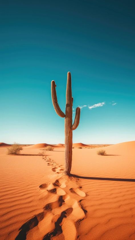 Desert Nature Photography, Cacti In Desert, Desert Pictures Photography, Mexican Desert Landscape, Desert Minimalism, Desert Cactus Photography, Arabian Desert Aesthetic, Cactus In Desert, Western Patches