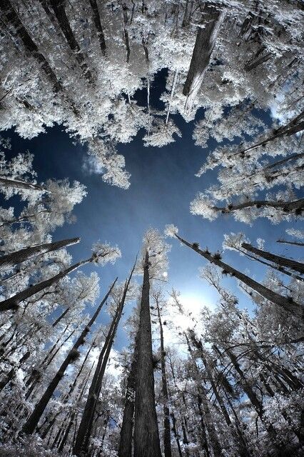 Snowy trees... looking up. Infrared Photography, Image Nature, Winter Photo, Winter Photos, Tall Trees, Winter Scenery, Winter Pictures, 판타지 아트, Winter Photography