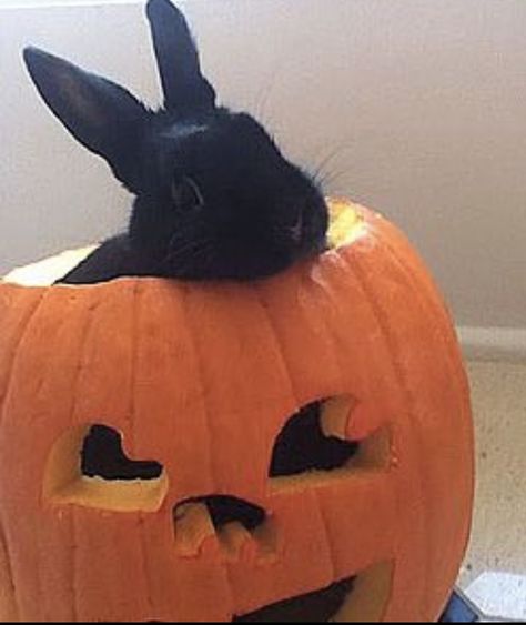 Halloween Rabbit, Bunny Pics, Rabbit Halloween, Rabbit Pictures, Rabbit Photos, Cute Bunny Pictures, Black Bunny, House Rabbit