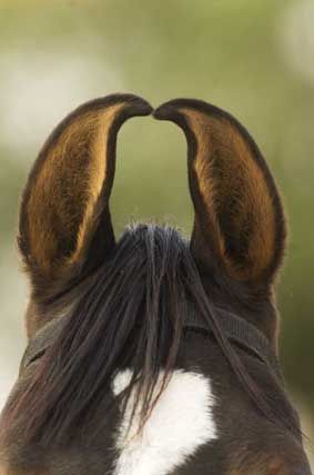 Horse Ears, Hive Mind, White Horse, Best Photos, World's Best, Horses