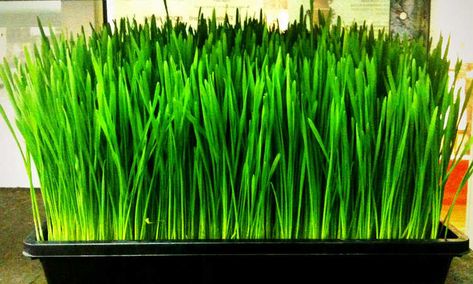 Grass For Cats, Wheatgrass Smoothie, Wheatgrass Juice, Growing Wheat Grass, Green Wheat, Cat Grass, Green Food, Fruit Seeds, Wheat Grass