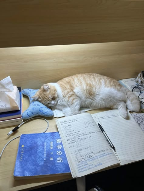 cat relaxing on study desk chinese Coquette Highlight Covers, Twitter Header Cat, Pet Names For Cats, Ipad Wallpaper Coquette, Pink Coquette Icons, Cat Ipad Wallpaper, Cat Names Male, Names Male, Ninja Cats