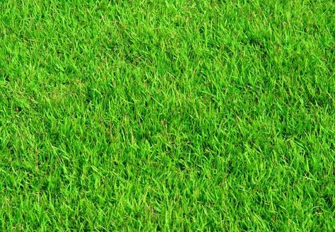 DIY Homemade Fertilizer for Lawns - Bob Vila...easy and inexpensive! Lawn Fertilizer Diy, Homemade Fertilizer, Grass Fertilizer, Pergola Pictures, Growing Grass, Lawn Fertilizer, Diy Lawn, Aerate Lawn, Lawn Care Tips