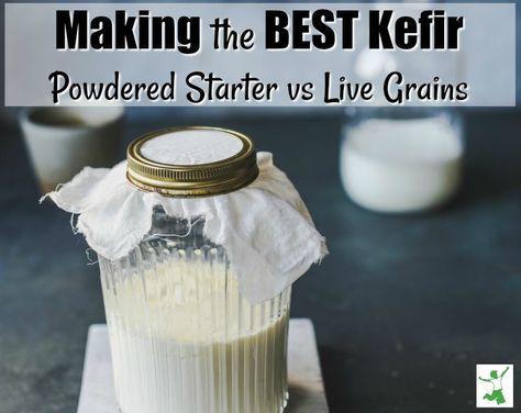 Homemade Kefir, Kefir Starter, Milk Kefir Grains, Kefir Grains, Milk Kefir, Fermentation Recipes, Milk It, Seo Packages, Healthy Bacteria