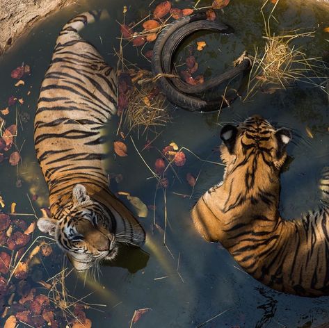 Tigers, Tumblr, Water