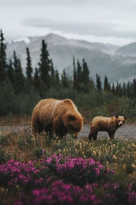 Animal Photography Wallpaper, Aesthetic Animal Photos, Wildlife Photographer Aesthetic, Wildlife Photography Aesthetic, Wildlife Photography National Geographic, Colorado Wildlife, Uk Wildlife, Vintage Nature Photography, Bear Photography