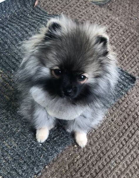 My girl, Stormi Jean. 🐾🖤 Wolf Sable Pomeranian, Pomeranian Breed, Cute Pomeranian, Teacup Puppies, Pomeranian Dog, Pomeranian Puppy, Sweet Animals, Little Dogs, Big Dogs