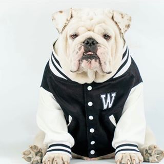 We love Wonton the Bulldog.... check out their collection @wontonthebulldog #bulldogstyle Personalized Leather Gifts, Dog Collar With Name, Custom Dog Collars, British Bulldog, Personalized Dog Collars, Bull Dogs, Dog Modeling, English Bulldogs, Bulldog Puppies