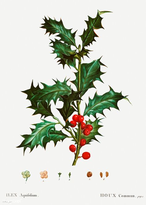 Common holly (Ilex aquifolium) illustration from Traité de… | Flickr Holly Plant, Holly Branch, Vintage Clipart, Branch Vector, Holly Christmas, Vintage Png, Image Paper, Illustration Botanique, Botanical Artwork