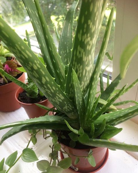 Aloe Plant Aesthetic, Aloe Vera Plant Aesthetic, Aloe Aesthetic, Aloe Vera Aesthetic, For Lifers, Deity Worship, Simple Dance, Hispanic Culture, Apartment Plants