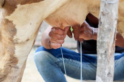 Milking Cow, Cow Tattoo, Cow Milk, Milk Cow, Stock Photography Free, Agriculture, Stock Images Free, Farmer, The Earth