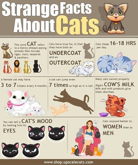 Illustrated cat facts. Fun Facts About Cats, Cat Infographic, Facts About Cats, Gatos Cool, Dog Training School, Broadway Tickets, Word Cat, Cat Info, Cat Behavior