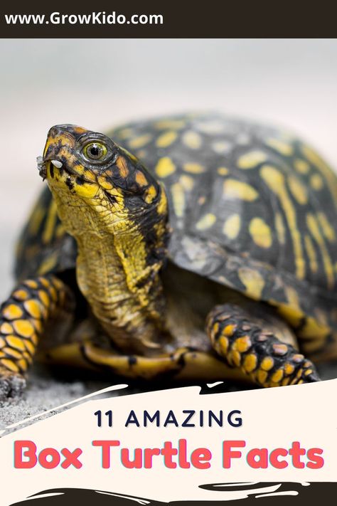 11 Interesting & fun facts about Box Turtle Turtle Facts For Kids, Interesting Fun Facts, Box Turtles, Turtle Facts, World Turtle Day, Box Turtle, Facts For Kids, Facts About, Turtles