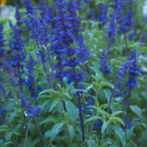 Mealy Cup Sage - Garden Style San Antonio Mealy Cup Sage, Mealy Blue Sage, Texas Landscaping, Sage Garden, Future Garden, Texas Gardening, Hummingbird Flowers, Pollinator Garden, Flower Spike