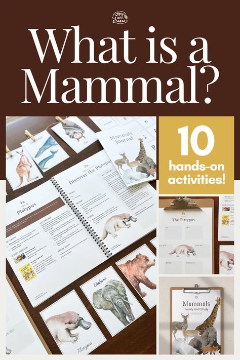 Mammals For Preschool, Mammal Activities For Kids, Mammals Preschool Activities, Animal Unit Study, Zoo Animal Unit Study, Mammal Unit Study, Mammals Activities, Life Science Activities, Science Journal