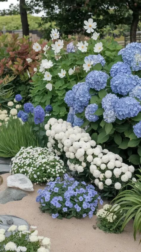 A photo of a garden with a coastal theme. There are white cosmos flowers and blue hydrangeas planted in the ground. The hydrangeas are taller and are placed towards the back of the border. In front of the hydrangeas, there are white cosmos flowers arranged in a wave-like pattern. The garden also has white candytuft, blue forget-me-nots, white alyssum, blue lobelia, white phlox, and blue ageratum. The garden has a sandy area with a few rocks. The background contains a few trees. Blue Garden Aesthetic, Hydrangea Garden Front Yard, Hydrangea Front Yard, White Cosmos Flowers, Blue Gardens, Blue Lobelia, White Cosmos, White Alyssum, Hydrangea Landscaping