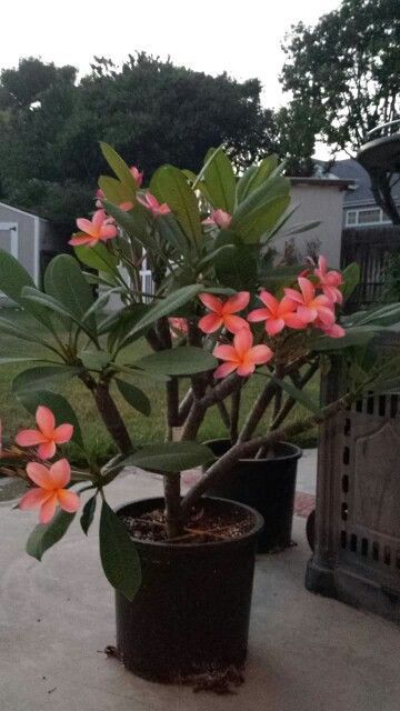 Plumeria Landscaping, Plumeria Tree Landscape, Plumera Plants, Frangipani Plant, Frangipani Tree, Plumeria Plant, Plumeria Tree, Tropical Garden Design, Tropical Backyard