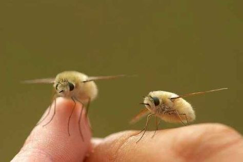 19 Critters That Prove You Don’t Need A Backbone To Be Cute | 19 Critters That Prove You Don’t Need A Backbone To Be Cute Strange Insects, Bee Fly, Birthday Video, Baby Penguins, Pretty Animals, Birthday Gif, Animal Photo, Too Cute, Ipad Case