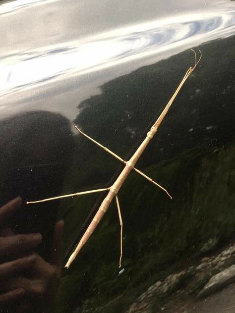 Male stick bug. Females are green Stick Insect Enclosure, Carson Core, Walking Stick Insect, Nice Poster, Stick Bug, Stick Insect, Lifestyle Goals, Scarab Beetle, Crustaceans