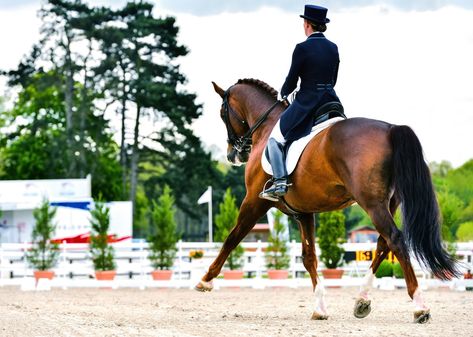 Feeding the Dressage Horse Part 1: What Makes a Good Diet? English Horseback Riding, Dressage Tests, Trail Riding Horses, Equine Nutrition, Dressage Training, Equestrian Aesthetic, Horse Trail, Horse Training Tips, Horse Dressage