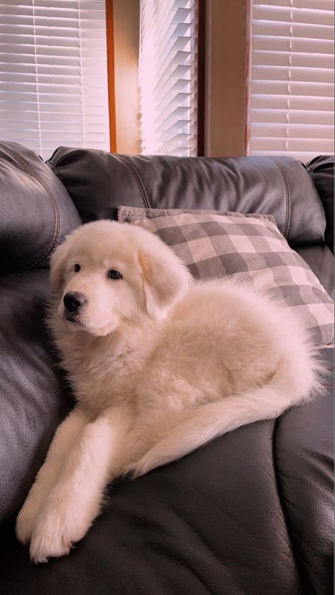 White Great Pyrenees, Saint Pyrenees Dog, Great White Pyrenees, Great Pyrenees Puppies, Pyrenees Puppies, Great Pyrenees Puppy, Pyrenees Dog, Cute Doggos, Daisy Dog