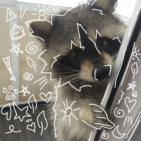 Raccoon Desktop Wallpaper, Therian Raccoon, Racoon Therian, Raccoon Mask, Therian Pfp, Trash Pandas, Animal Outline, Raccoon Art, Therian Stuff