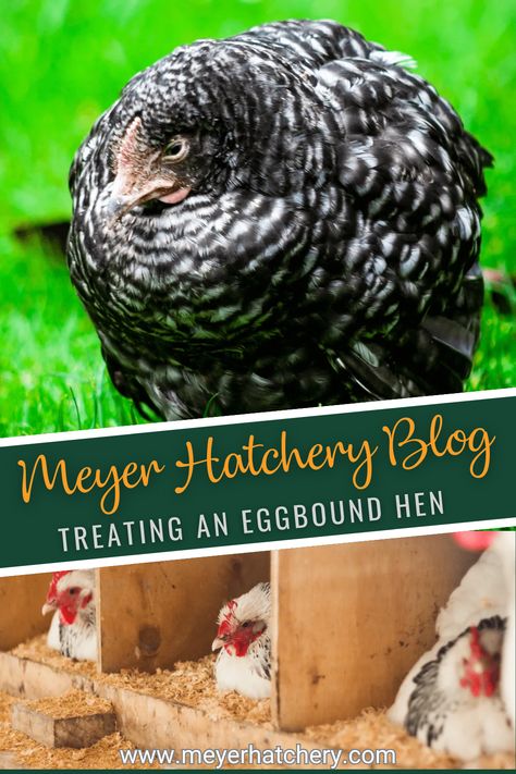 How to Identify and Treat an Egg Bound Hen Homestead Projects, Poultry Breeds, Backyard Flocks, Stuck Inside, Farm Fresh Eggs, Backyard Chickens, Chicken Coops, Raising Chickens, Fresh Eggs