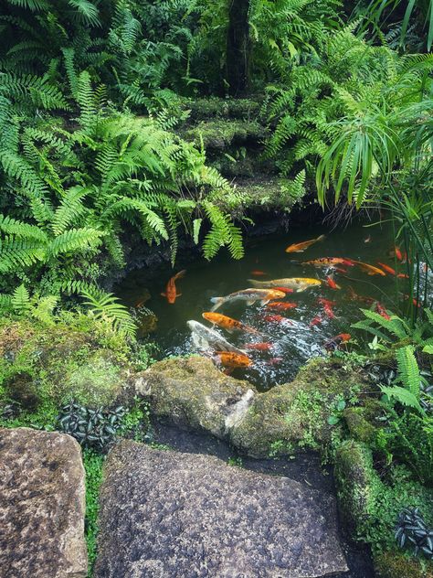 Coy pond at Garfield Conservatory Chicago Creeping Roses, Coy Pond, Maze Garden, Labyrinth Garden, Dark Naturalism, Quote Board, Koi Pond, Labyrinth, Future House