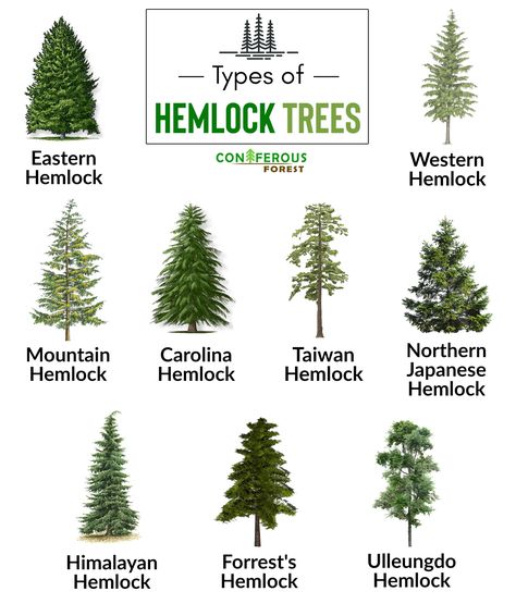 Get detailed information about a hemlock tree. What is it, its different types, what does it look like, how fast and where does it grow, is it poisonous Pine Tree Meaning, Tree Symbolism, Hemlock Tree, Tree Facts, Tree Meanings, Water Hemlock, Larch Tree, Kingdom Plantae, Tree Identification