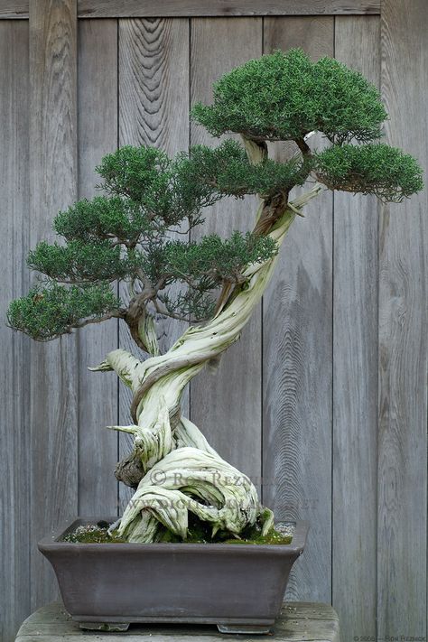 Ficus Bonsai, Bonsai Tree Care, Japanese Bonsai, Indoor Bonsai, Bonsai Art, Miniature Trees, Bonsai Plants, Bonsai Garden, Tree Care