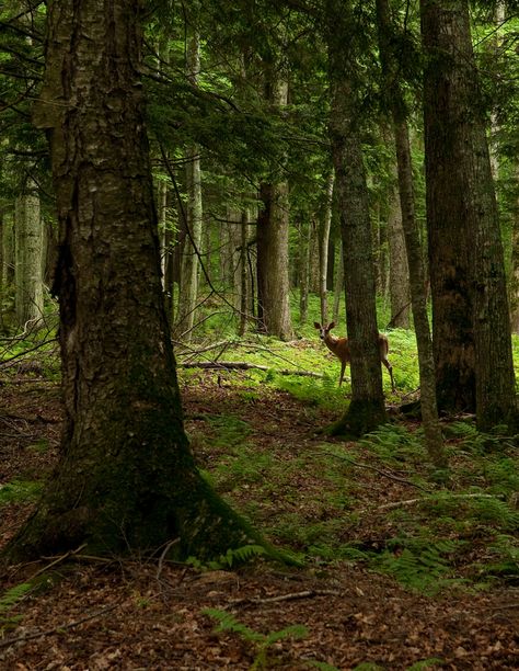 The dark wood. See the deer? Dark Oak Forest, Adult Tree House, Dream Forest, Deer In Forest Aesthetic, Deep Woods Magical Forest, Deer In Misty Forest, Woodland Realm, Deer In Winter Forest, Hidden Forest