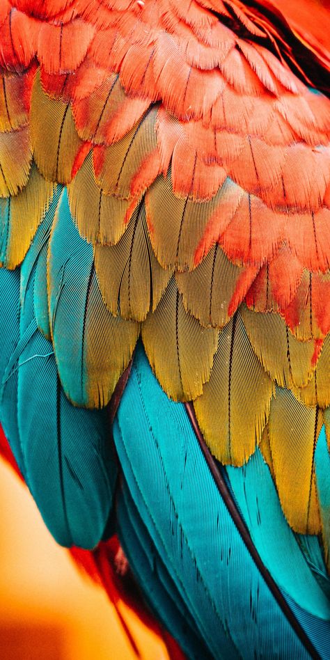 Sun Conures, Feathers Wallpaper, Animal Close Up, Parrot Wallpaper, Birds Feathers, Parrot Feather, Feather Wallpaper, Colorful Parrots, Animal Portraits