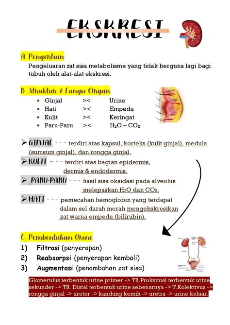 Resume singkat tentang ekskresi pada tubuh manusia Pelajaran Ipa, Struktur Teks, Writing Expressions, Sms Language, Study Biology, School Study Ideas, Korean Lessons, Biology Notes, Studying Math