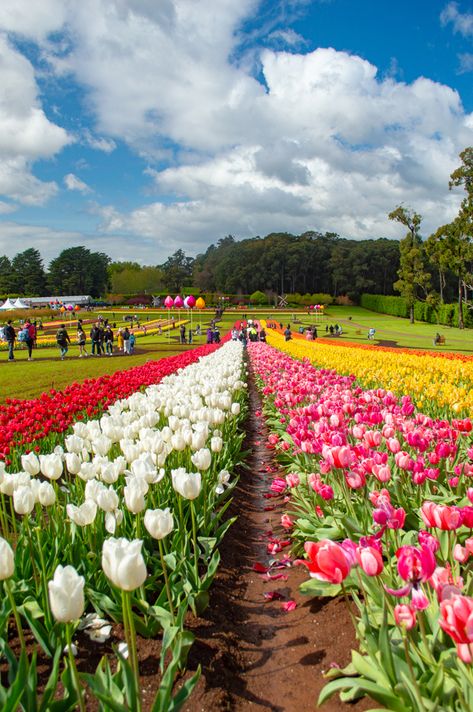 Tesselaar Tulip Festival: Visiting Melbourne’s Spectacular Tulip Festival (2024) • The Wanderbug Seattle Tulip Festival, Tulip Festival Amsterdam, Tasmania Hobart, Melbourne Travel, The Whitsundays, Visit Melbourne, Festival 2024, Tulip Festival, Flower Festival