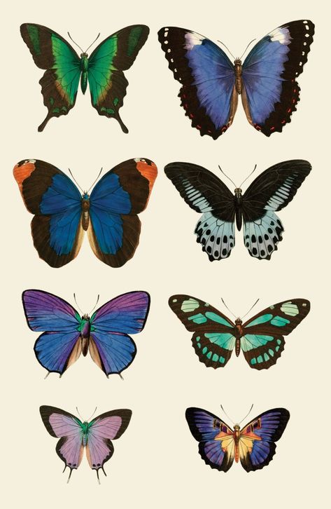 11 x 17 in. poster of vintage images of butterflies printed on heavy weight 50 % recycled card stock. Individually signed on back. Art Papillon, طابع بريدي, Butterfly Poster, Soyut Sanat Tabloları, Picture Collage Wall, Images Vintage, Photo Wall Collage, Art Collage Wall, Picture Collage