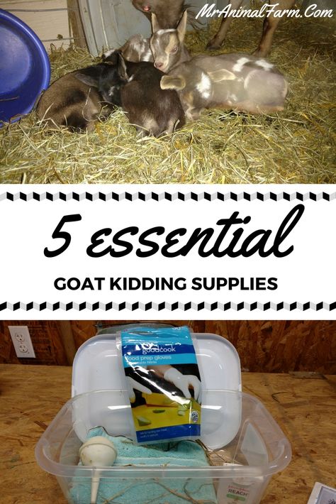 Goat Kidding Supplies. The top 5 goat kidding supplies to always have in your kidding kit. Goats For Milk, Homestead Livestock, Goat Life, Diy Homesteading, Homestead Diy, Goat Breeds, Goat Toys, Keeping Goats, Homestead Animals