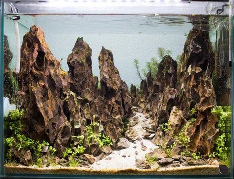 Bonsai Forest, Aquascape Design, Betta Aquarium, Dragon Stone, Fresh Water Fish Tank, Aquarium Setup, Shrimp Tank, Mountain Images, Aquarium Landscape