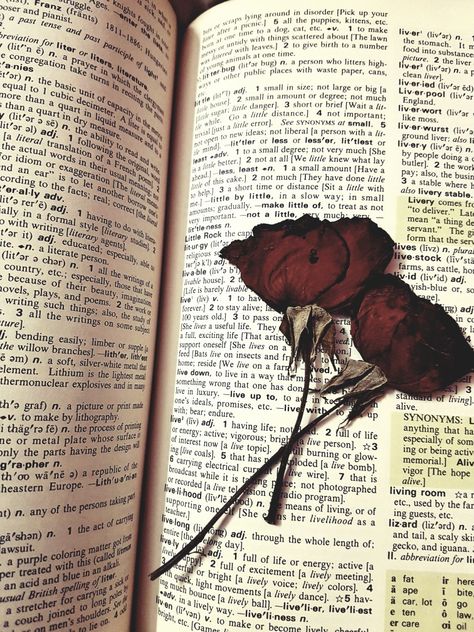 Dry Rose In Book, Mlb Characters, Dry Rose, Flowers Pressed, Animal Instinct, Me Against The World, Memories Photography, Snap Friends, Book Flowers